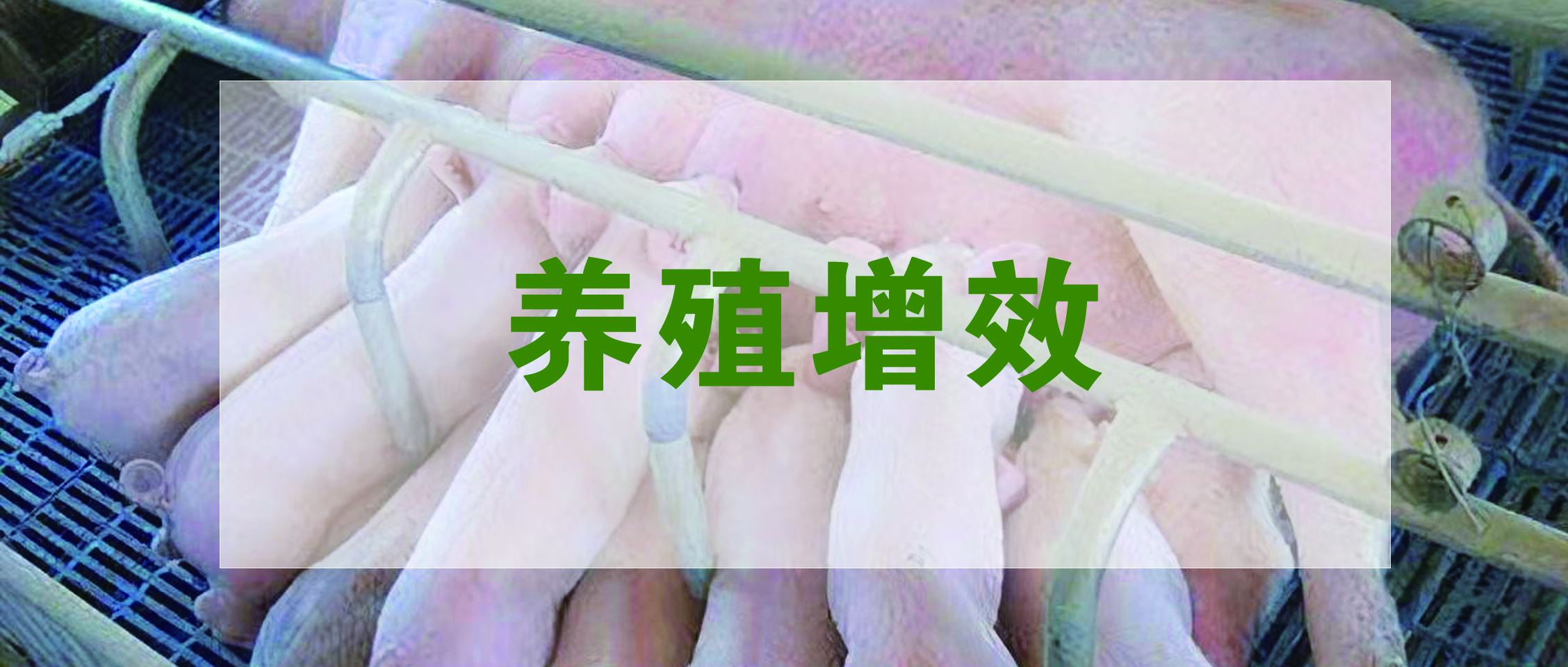 國家生豬產(chǎn)業(yè)技術體系發(fā)布：生豬養(yǎng)殖提質增效降本技術指導意見